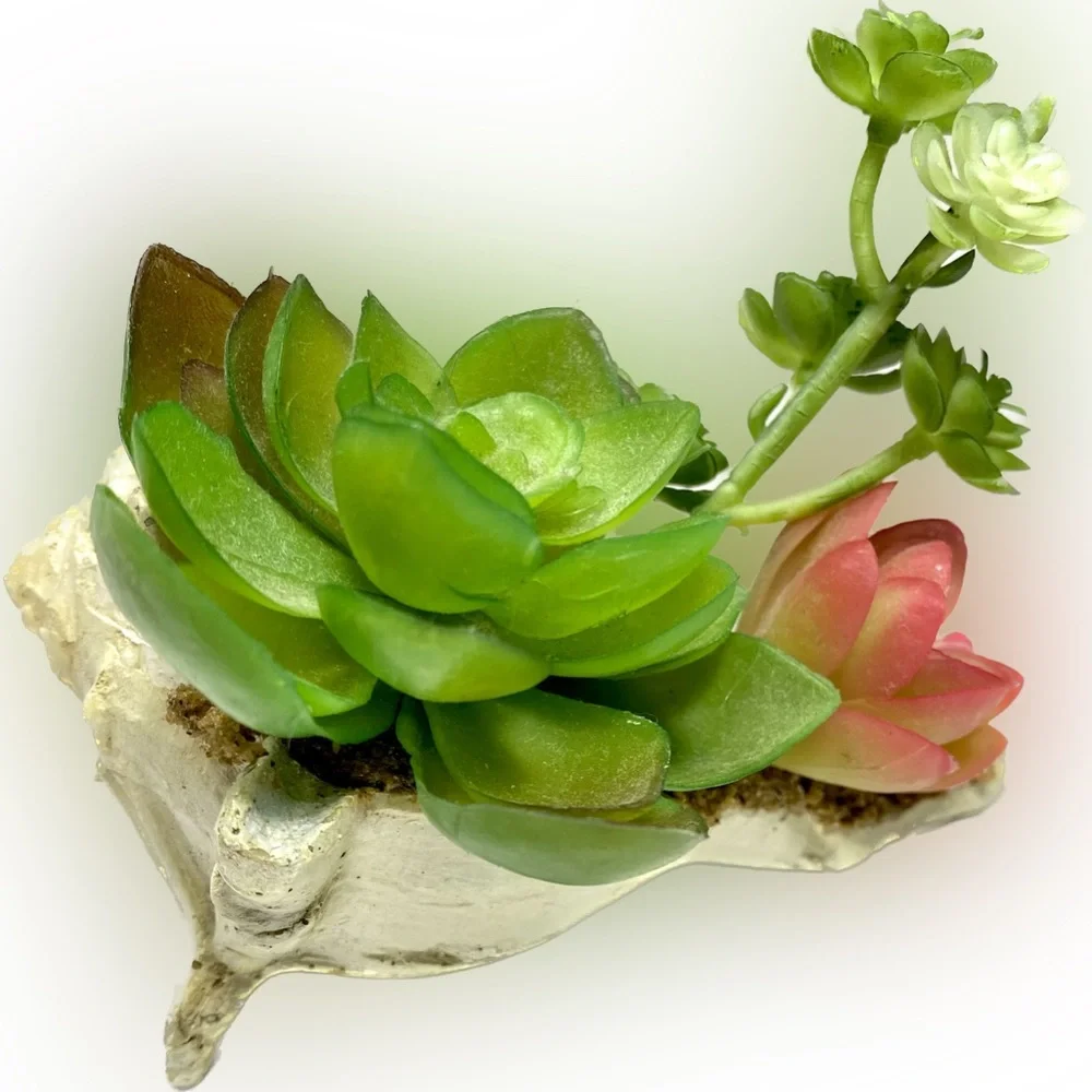 SUCCULENT GARDEN IN SHELL 5 inches